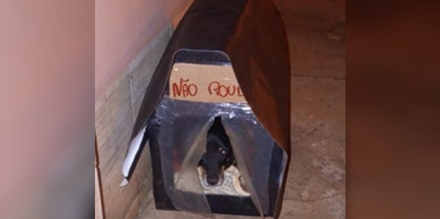 Engenheira constrói casinhas para abrigar cachorros de rua em Morrinhos
