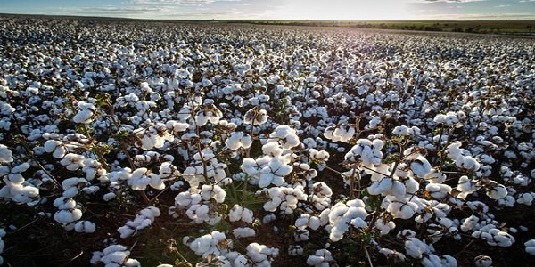Colheita de algodão em Morrinhos é uma das mais avançadas em Goiás