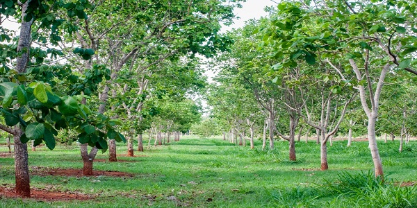 Por meio da Emater, Governo de Goiás atua há décadas para preservar patrimônio natural do Cerrado