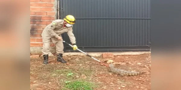 Vídeo: Moradores são surpreendidos com jacaré no quintal de casa em Morrinhos