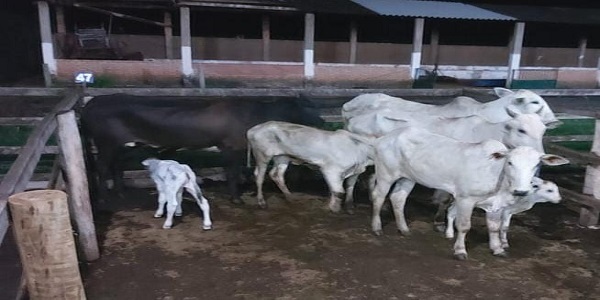 Grupo que roubava gado é preso em Morrinhos