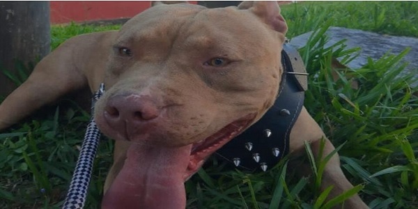 Cachorro é morto em Morrinhos, tem pele arrancada e dono lamenta: “Mataram meu meninão”