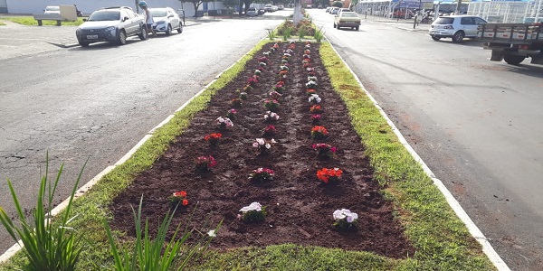 Mudas recém plantadas em canteiros estão sendo arrancadas