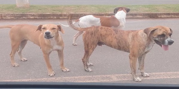 Cães de rua incomodam frequentadores do lago Recanto das Araras.