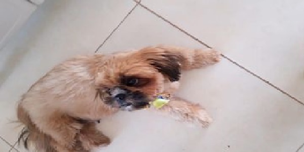Cadela da raça Shitzu, desaparece em Morrinhos; Família pede ajuda para encontrá-la