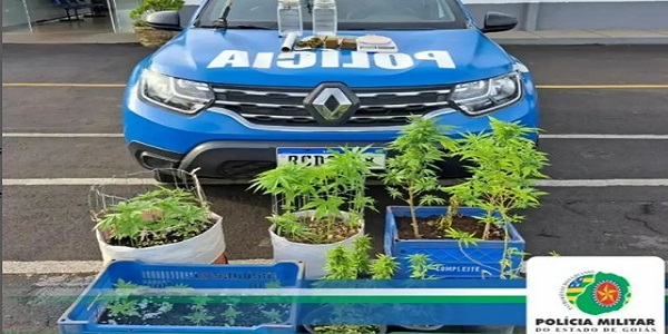 Policia Militar prende suspeito de cultivo de maconha em Morrinhos.