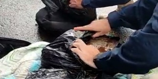 PRF prende homem com mais de 20kg maconha dentro de um ônibus na BR-153 em Morrinhos