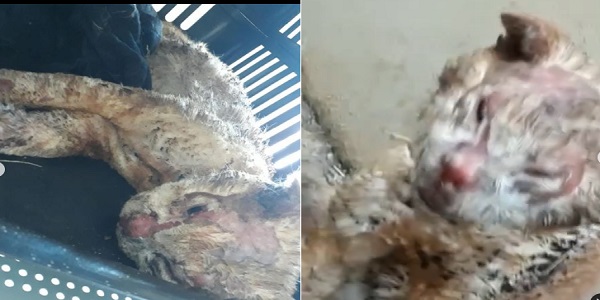 Gato é encontrado queimado em rua de Morrinhos e associação pede ajuda para custear tratamento; Imagens Fortes!