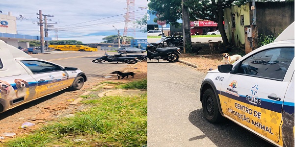 Centro de Proteção Animal órgão recém-criado começou a notificar e conscientizar os donos de cachorros