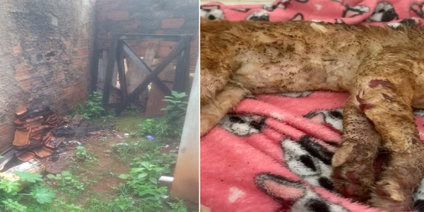 Polícia Civil cumpre mandados de busca e apreensão nas residências de investigados por atearem fogo em gato