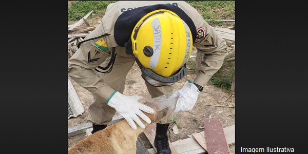 Bombeiros socorrem cachorro com cabeça presa em pote de vidro