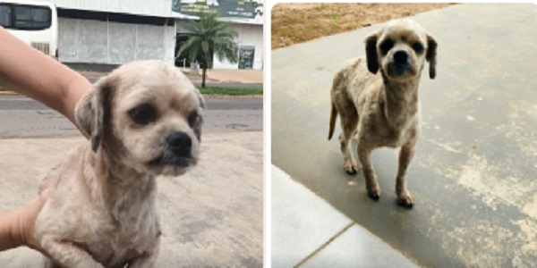 Procura-se dono de cachorrinho Shitzu perdido nas imediações da Coca Cola