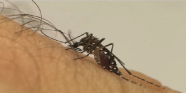 Dengue: Morrinhos tem morte sendo investigada pela Secretaria Estadual de Saúde