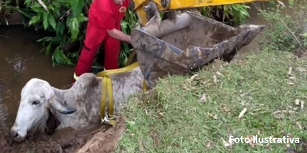 Boi é resgatado por bombeiros após queda em buraco no Clube do Consórcio em Morrinhos
