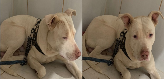 Bombeiros de Morrinhos capturam cão Pitbull após incidente de mordida em homem no Setor Aeroporto