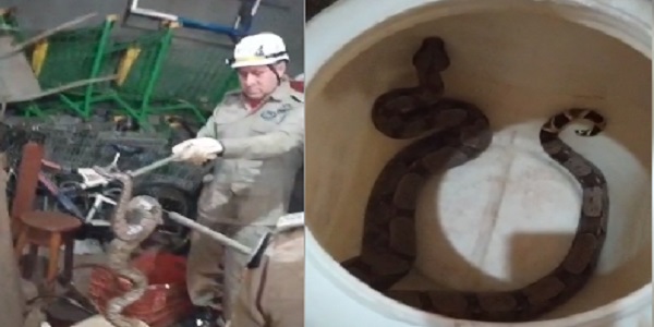 Corpo de Bombeiros captura cobra Jibóia em residência no Jardim Romano. Assista o vídeo da captura!