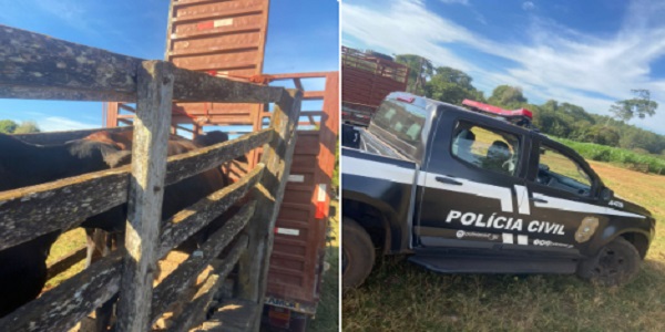 Polícia Civil recupera 60 cabeças de gado roubadas no município de Morrinhos; FOTOS!