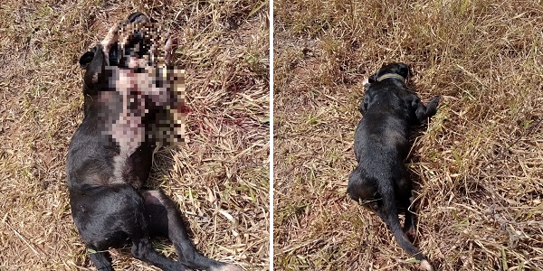 Cachorro é morto com tiro em propriedade rural próxima à BR-153 em Morrinhos, e Polícia Civil investiga