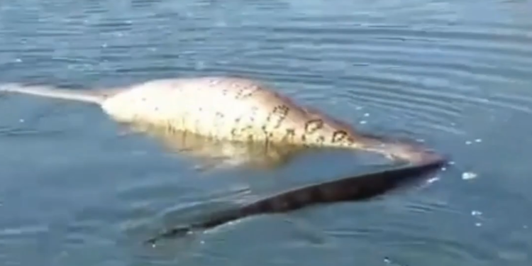 Vídeo surpreendente mostra sucuri gigante em processo de digestão no lago de Caldas Novas. Confira o vídeo