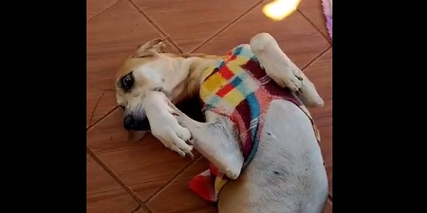 Cão com paralisação dos membros devido a uma doença chamada Cinomose precisa de ajuda para tratamento veterinário. VÍDEO