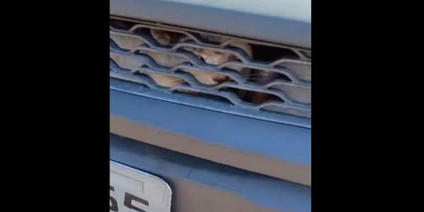 Gato Viaja Incríveis 80 Km Preso entre Grade Frontal e Radiador de Veículo de Morrinhos a Itumbiara. VÍDEO!