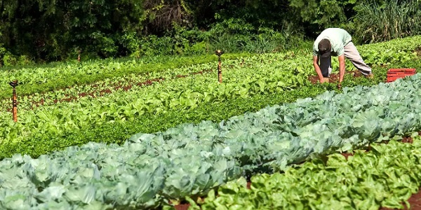 Morrinhos tem 45 propostas deferidas para o Programa de Aquisição de Alimentos Estadual (PAA Goiás 2023)
