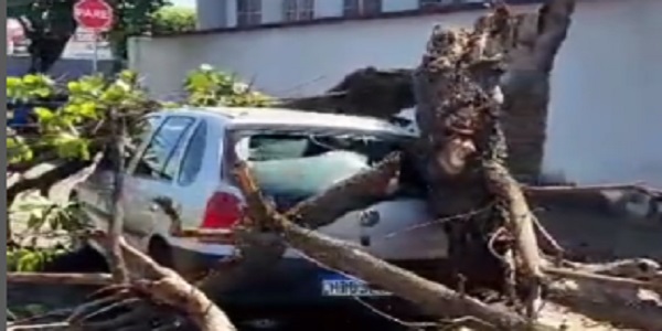 Árvore Antiga Cai e Danifica Veículo em Pontalina. VÍDEO!
