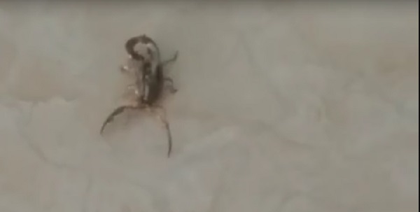 Moradora filma escorpião andando dentro de sua residência em setor de Morrinhos.VÍDEO!