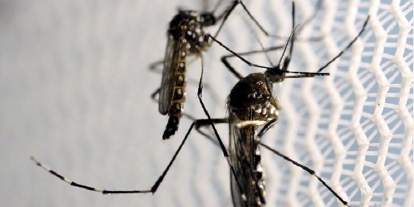 Morrinhos está entre os municípios com casos confirmados de zika vírus em Goiás