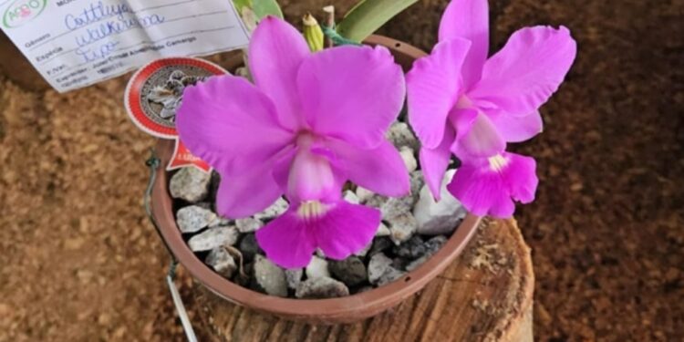 Morrinhos sedia 20ª Exposição Nacional de Orquídeas entre 18 e 20 de agosto