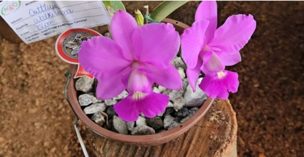 Morrinhos sedia 20ª Exposição Nacional de Orquídeas entre 18 e 20 de agosto