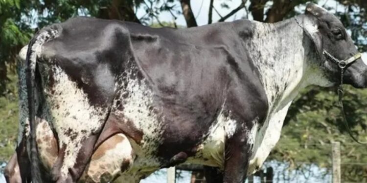 Vaca 3ª maior Produtora de Leite do Mundo Morre em Morrinhos