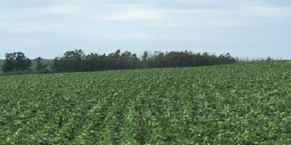 Produtores goianos têm até 27 de janeiro para efetuar cadastro de lavoura de soja