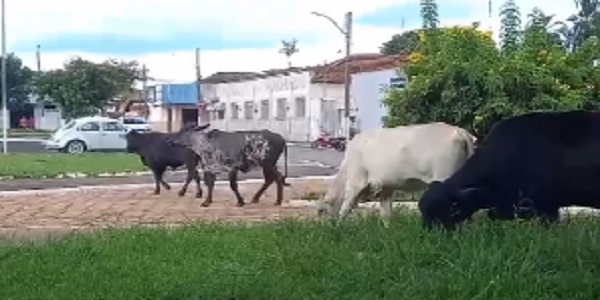 Vacas são avistadas pastando na praça da rodoviária na tarde desta terça-feira. VÍDEO!