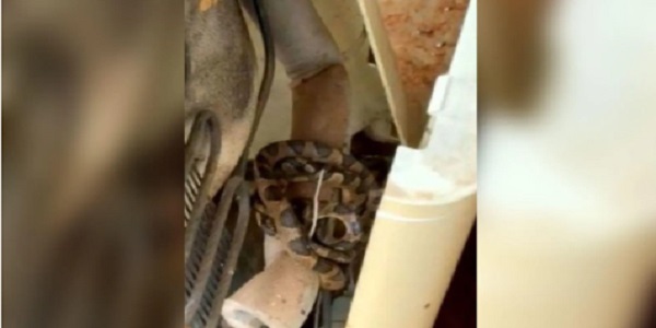 Cobra é encontrada dentro de bebedouro de água em casa.