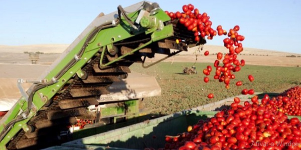 Goiás ocupa a 1ª colocação nacional na produção de tomate. Veja a posição de Morrinhos no ranking do Estado.
