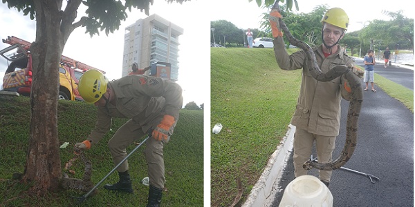 Bombeiros de Morrinhos Capturam Jiboia no Lago Municipal Parque das Araras. FOTOS!