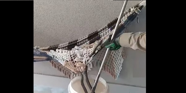 Corpo de Bombeiros captura cobra que se alojou em rede dentro de residência. VÍDEO!