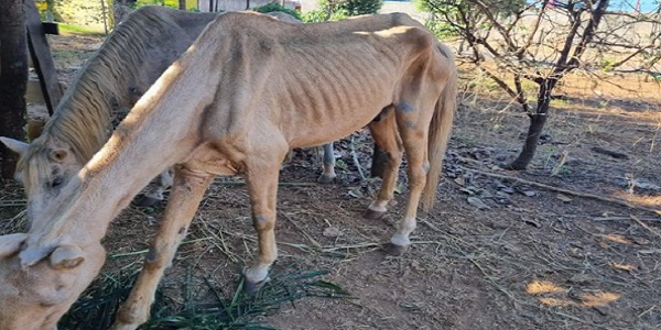 Após denúncia, fiscais da Prefeitura localizam proprietária de animais abandonados em praça pública