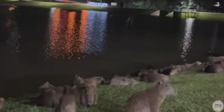 Capivaras no Lago Recanto das Araras chamam a atenção dos frequentadores. VÍDEO!
