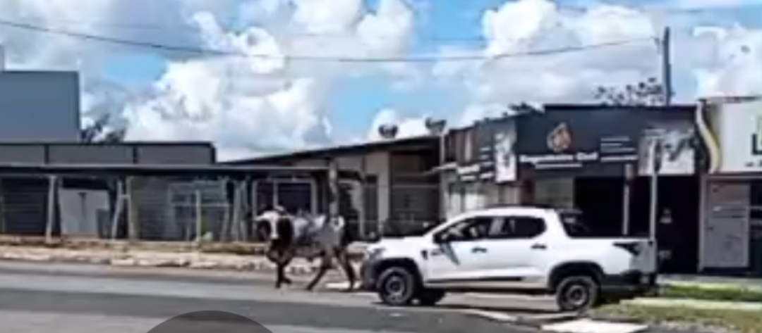 Boi é capturado após danificar veículos próximo ao Supermercado Celeiro, em Morrinhos